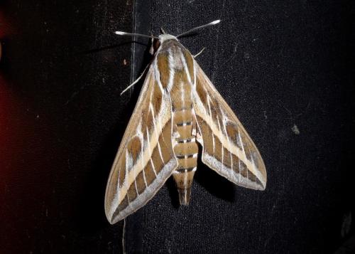 Hyles livornica